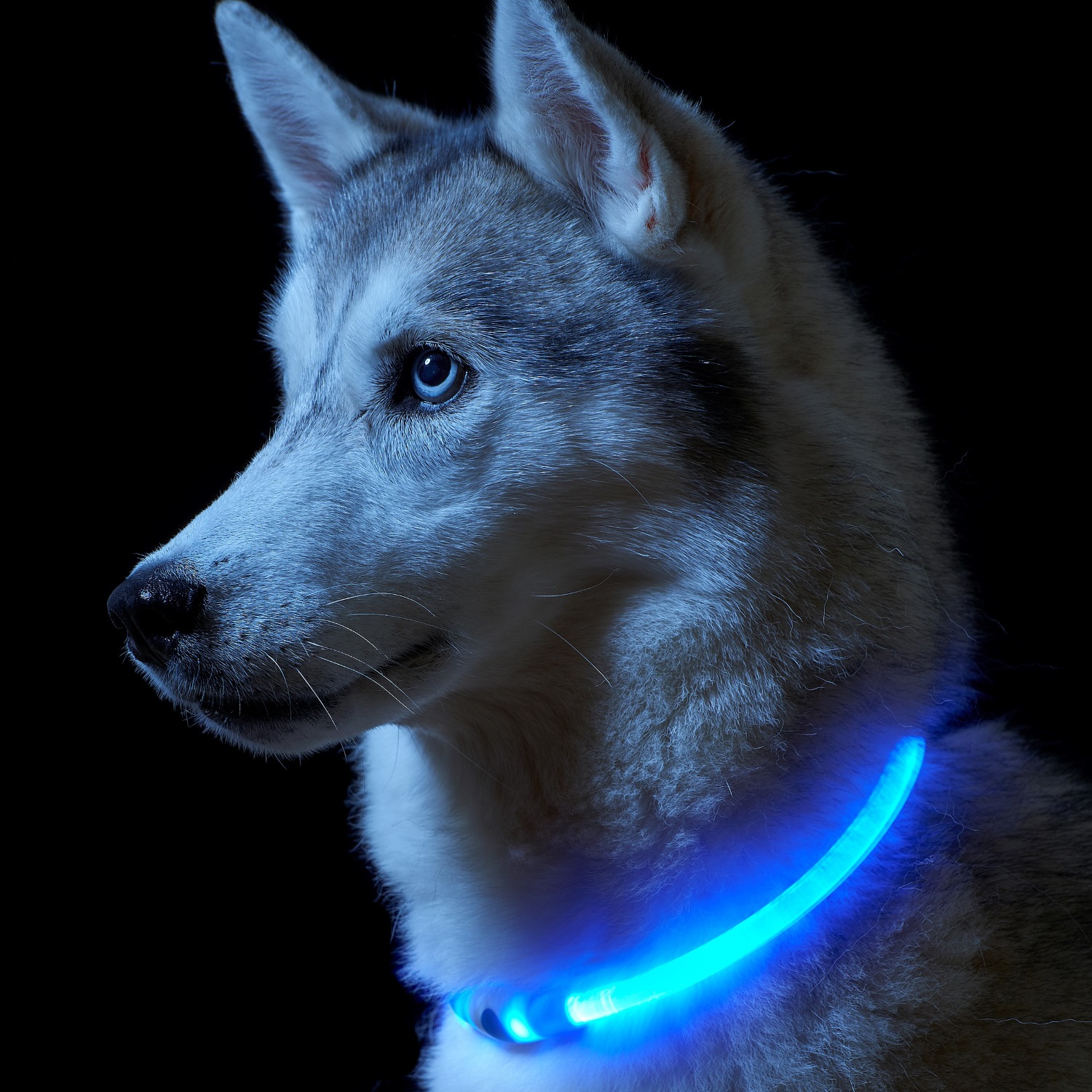 light up dog leash